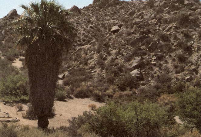 Not all deserts look alike As you can see some deserts support many plants - photo 4