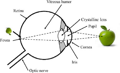 Diagram of eye function When a ray of light is emitted or reflected by an - photo 3