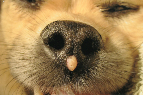 Solitary mass viral papilloma on the nose of a terrier A single excisional - photo 2