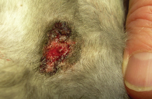 Ulcerated skin lesion feline squamous cell carcinoma in situ Bowens-like - photo 4