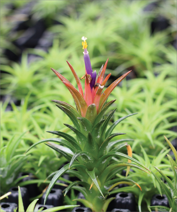 All About Air Plants Tillandsia Species and Care Commonly know as air plants - photo 11