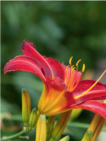 Statement plants work well in small gardens Choose architectural foliage - photo 8