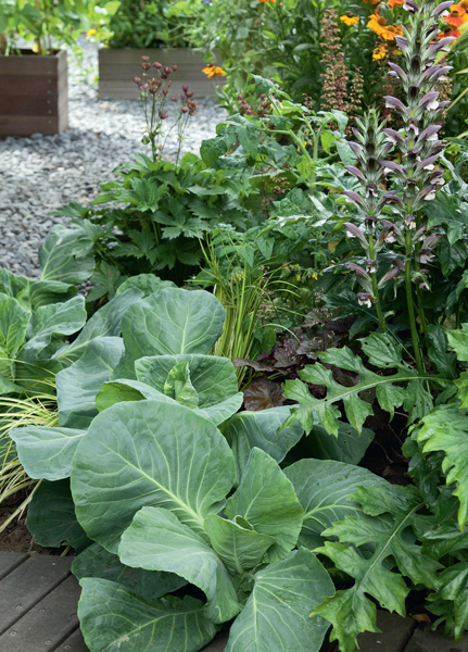 Statement plants work well in small gardens Choose architectural foliage - photo 10