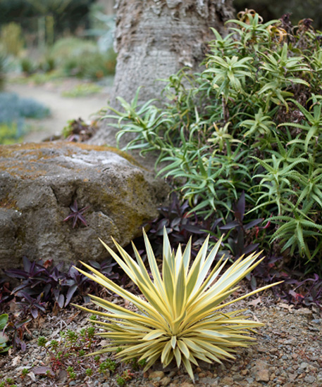 Yucca Bright Star shines surrounded by Tradescantia Purple Heart with a - photo 7