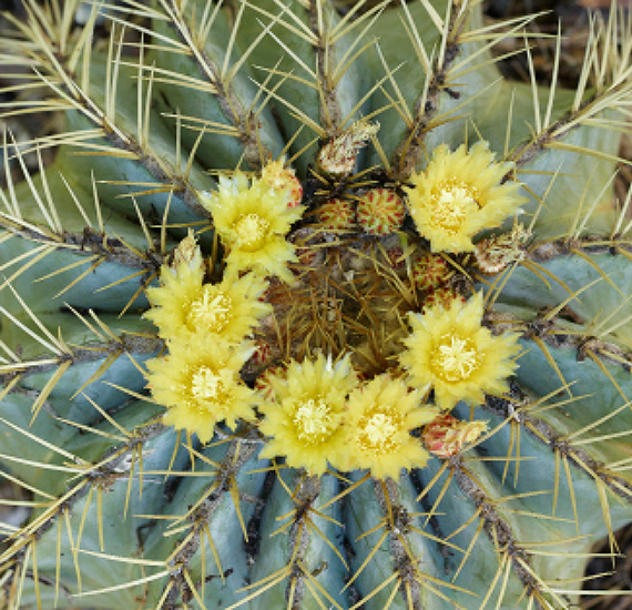 The Bold Dry Garden Lessons from the Ruth Bancroft Garden Johanna Silver - photo 1