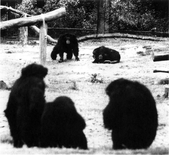 My eyes were not the only ones riveted on the drama in the colony the apes - photo 13