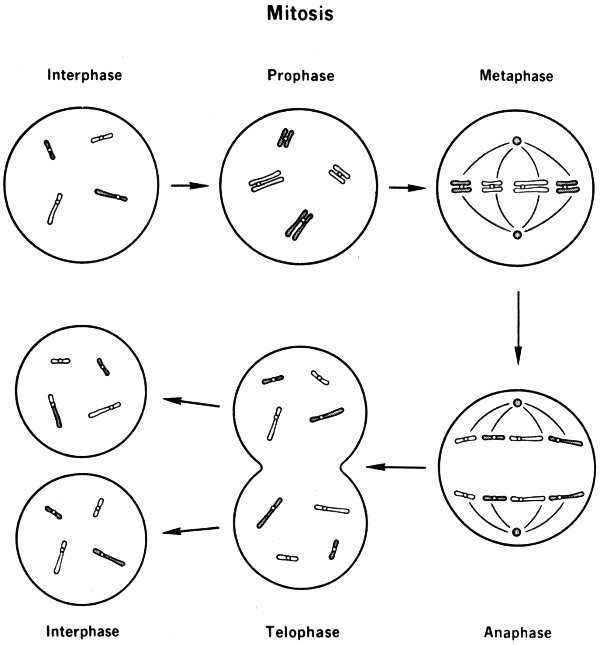 Mitosis Diagram depicting Interphase Prophase Metaphase Anaphase - photo 4