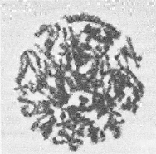 To study chromosomes scientists begin with a cell that is in the process of - photo 5