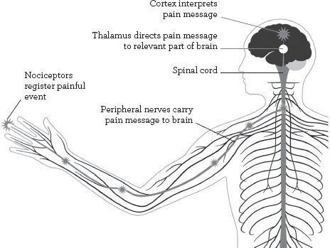 Although the alarm messages that we perceive as pain usually start in the part - photo 2