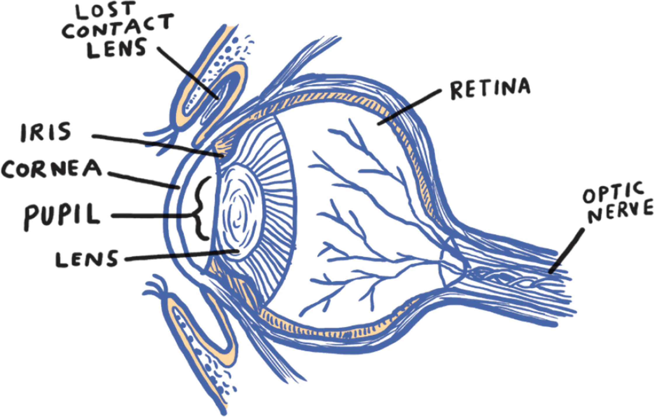 This anatomy is something you might have seen if you were among the forty - photo 4