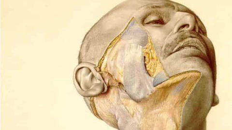 An illustration from the atlas shows a mans partially dissected cheekThe - photo 1