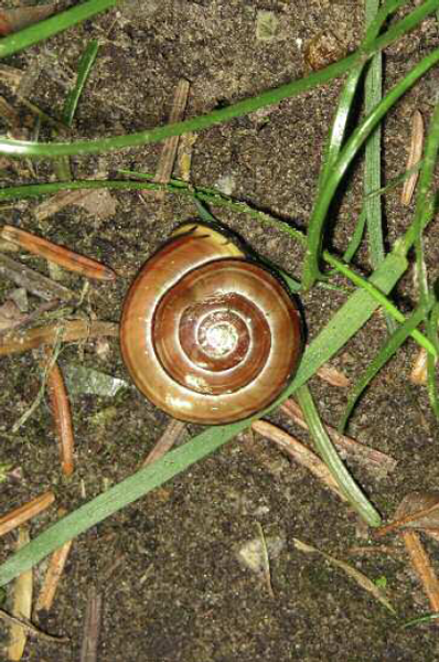 Definitions and Etymology Snail One of a group of terrestrial or aquatic - photo 5