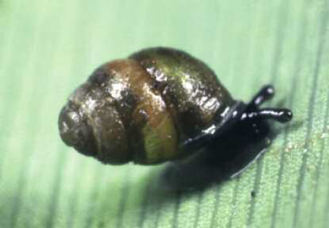 Our Relationship with the Snail So attached was the author Patricia Highsmith - photo 6