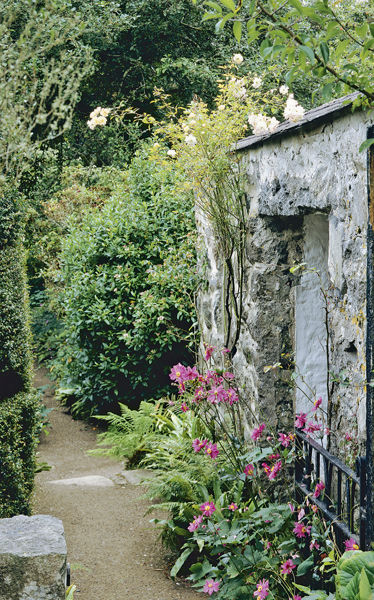 A rambling rose clings to the stone walls at Plas yn Rhiw Gwynedd The - photo 9