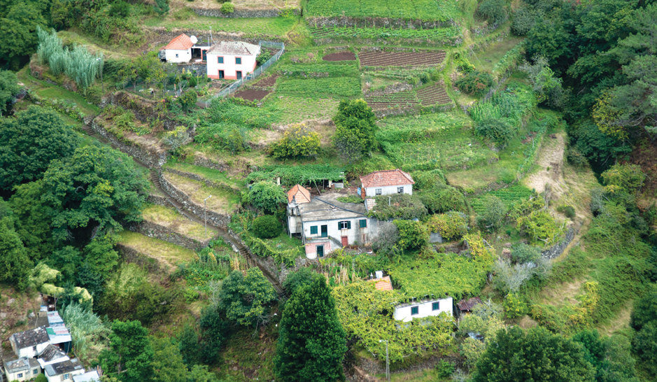 The small plots on these terraced slopes in Madeira are intensively worked to - photo 2