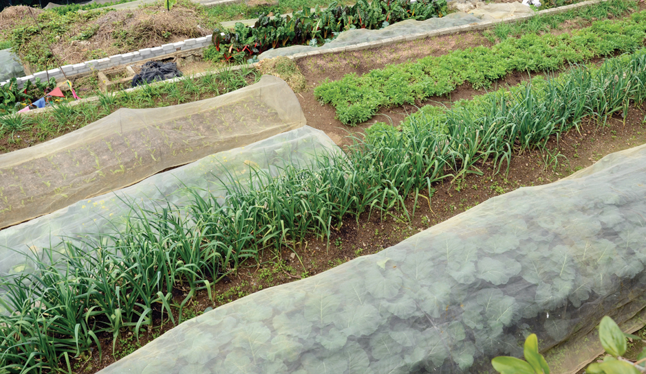 Highly productive and organically managed terraces at the Kadoorie Farm in Hong - photo 3