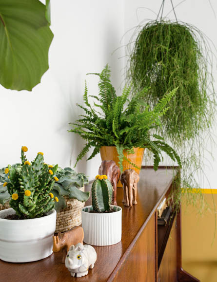 A hanging Rhipsalis a fern succulents and a cactus are joined by some vintage - photo 18