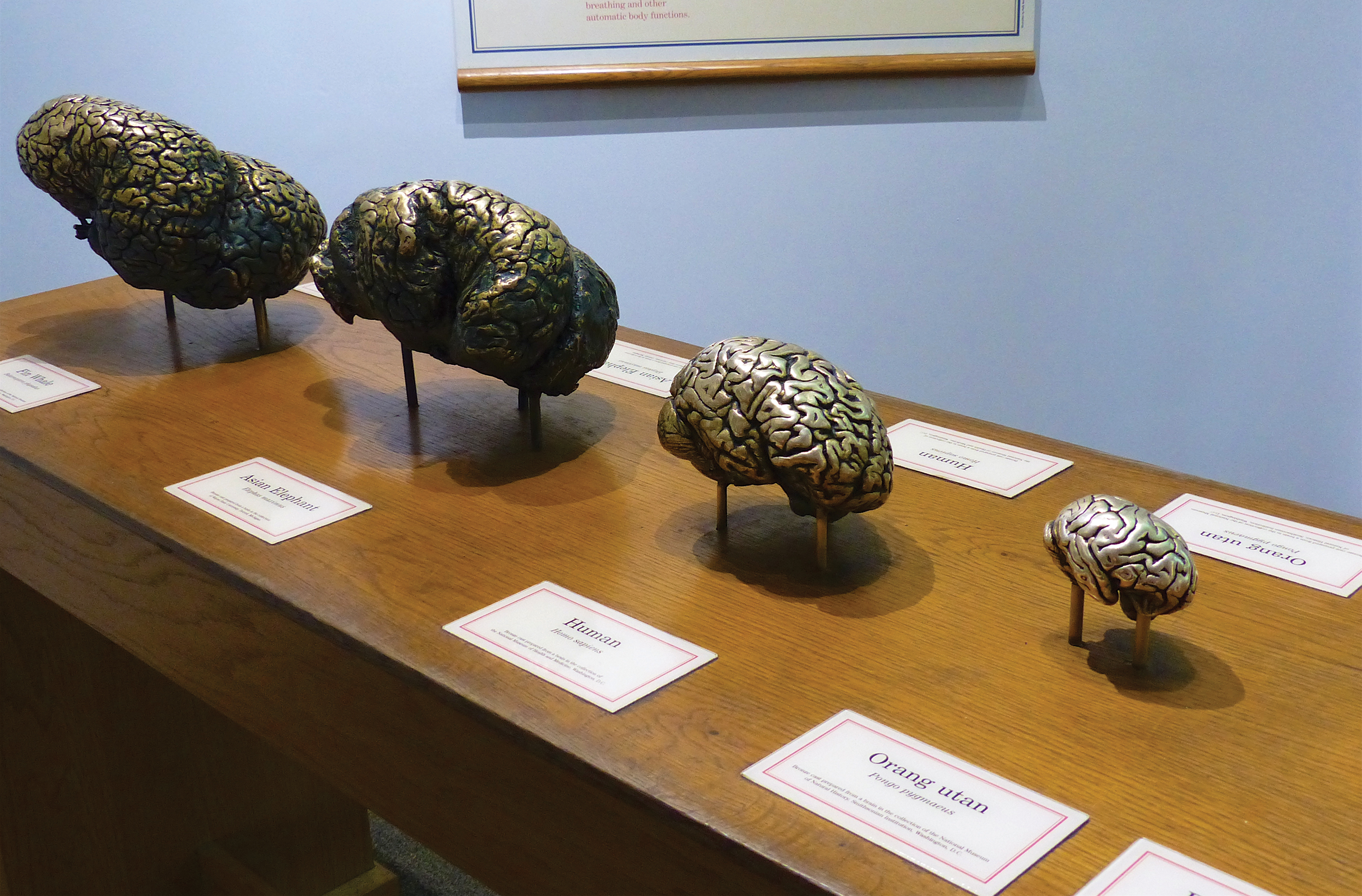 This display depicts the relative sizes of brains the largest being the fin - photo 4