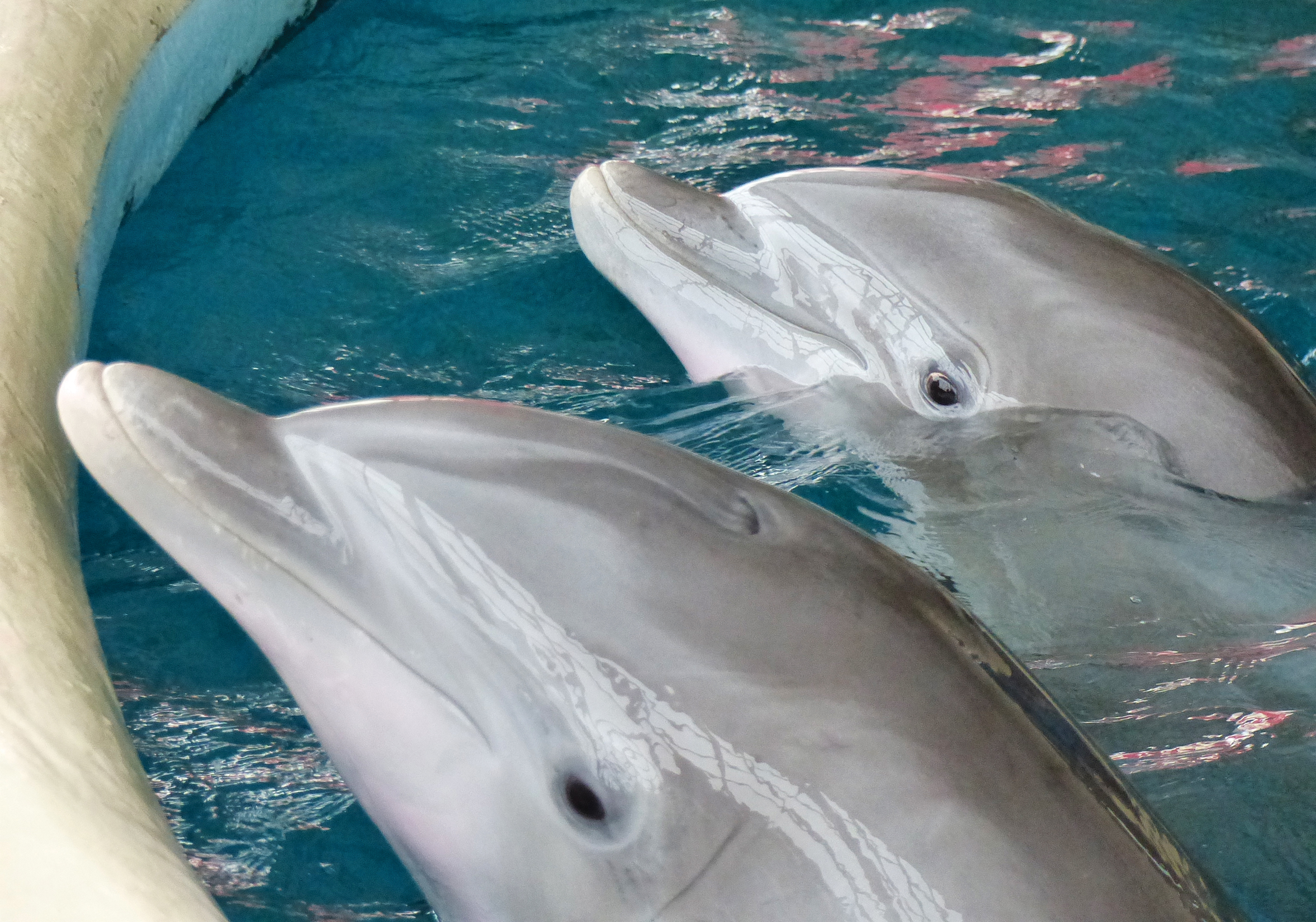 The EQ of a human is 7 Dolphins have an EQ of 42 closer to ours than any - photo 5