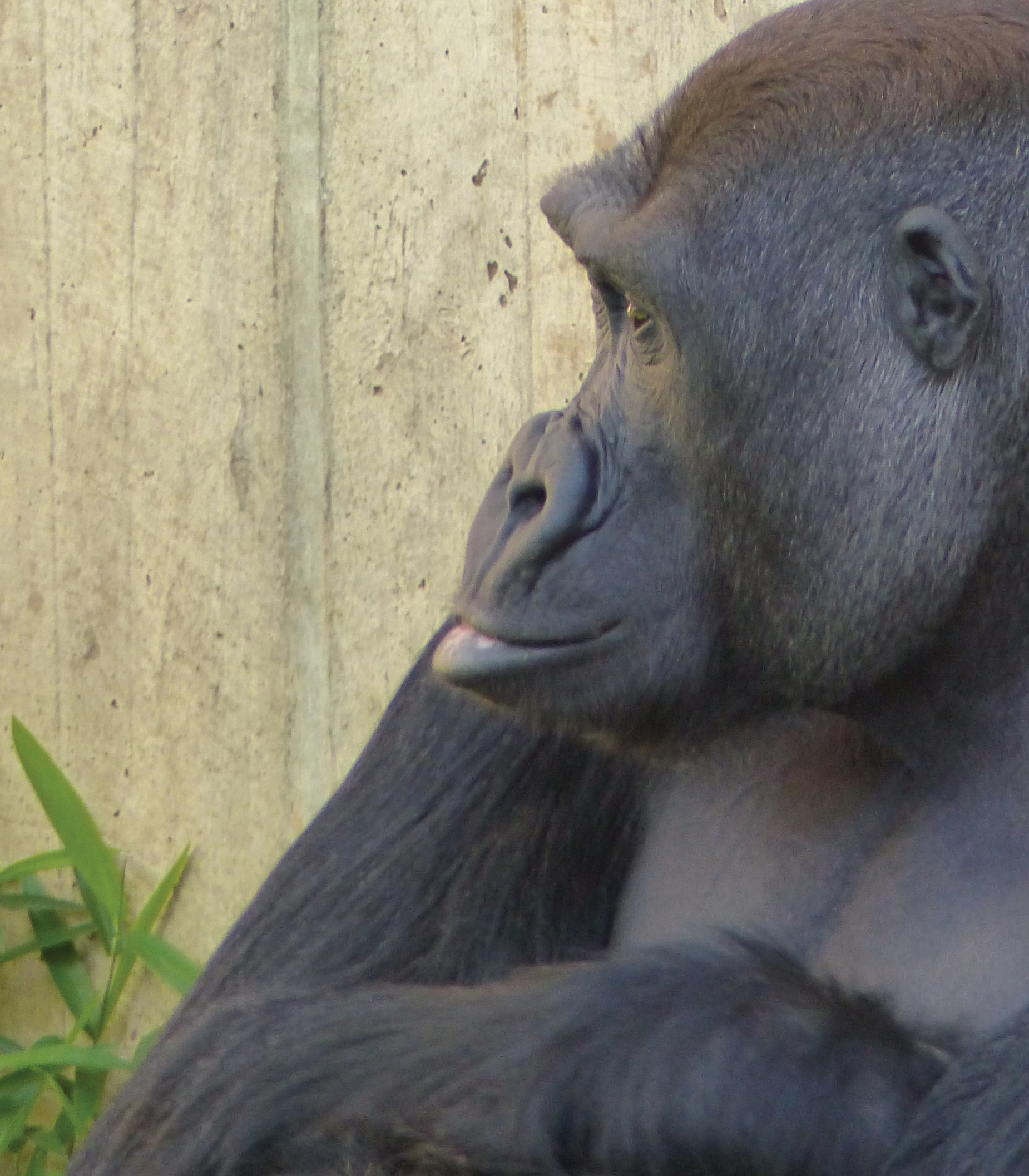 What is this gorilla thinking as he sits against this wall A few scientists - photo 6