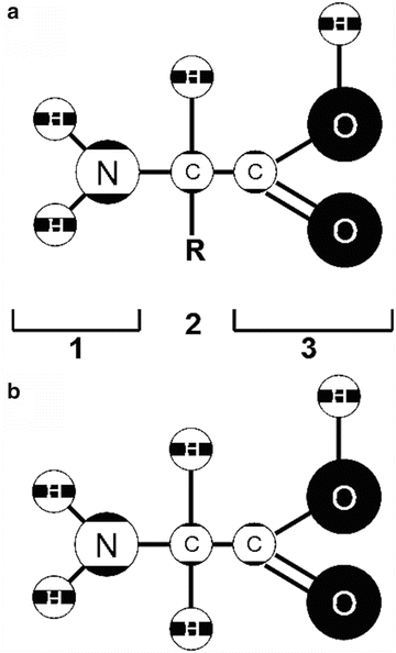 Fig 1 Amino acid structure a with the amino group on the left the - photo 1