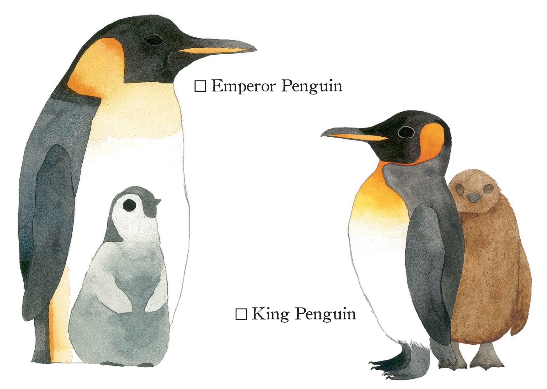 Penguins and Other Seabirds - photo 2