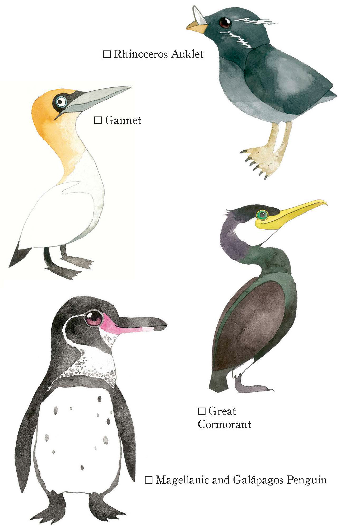 Penguins and Other Seabirds - photo 12