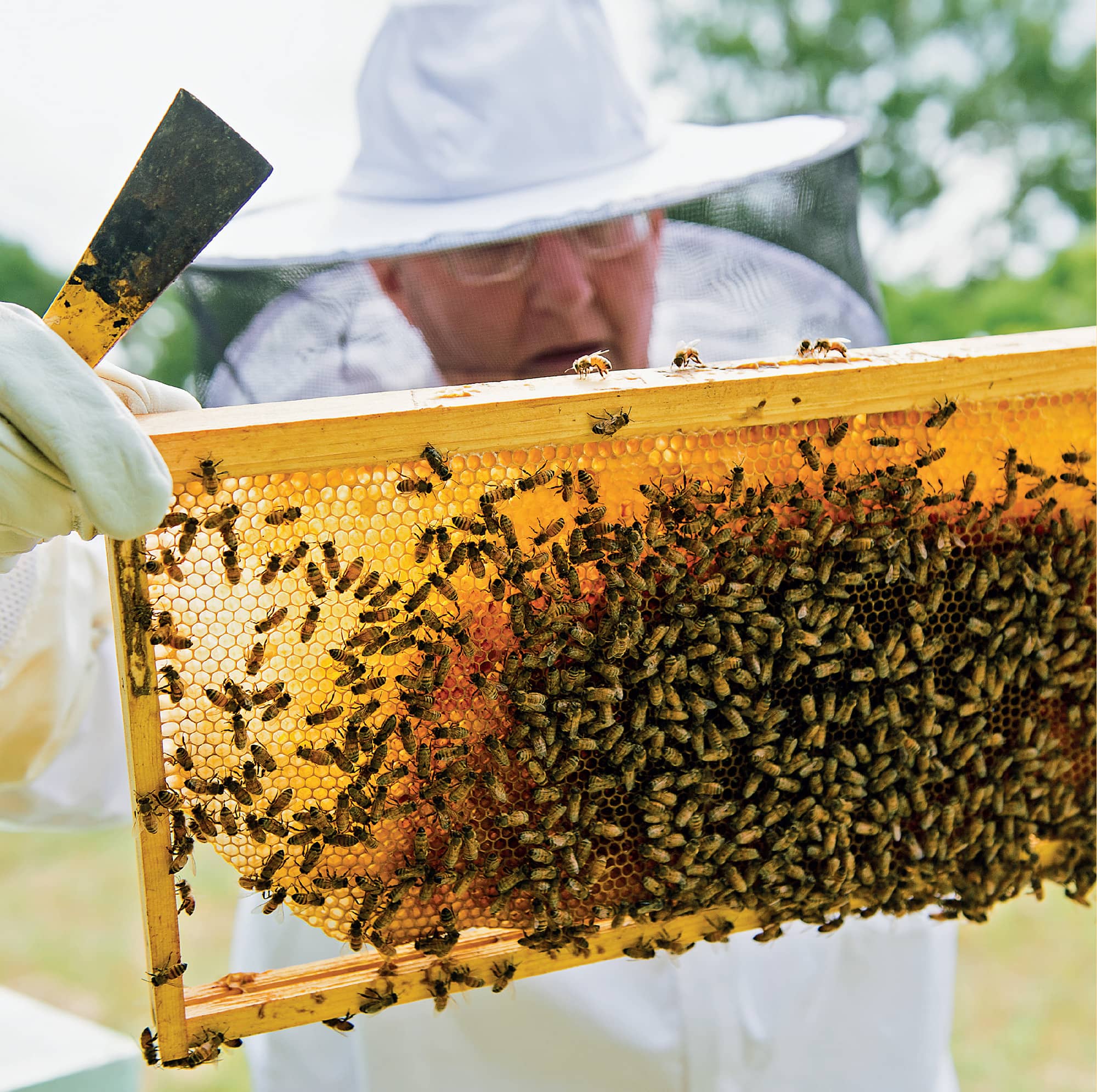 BEEKEEPERS LAB 52 FAMILY-FRIENDLY ACTIVITIES AND EXPERIMENTS EXPLORING THE LIFE - photo 2