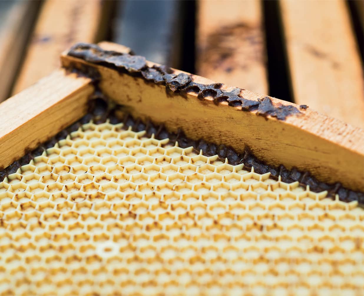 Propolis BEESWAX TIPS Beeswax is produced from four pairs of glands on the - photo 10