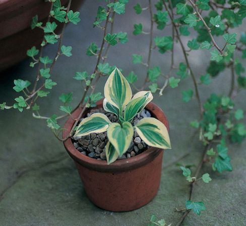 The Book of Little Hostas 200 Small Very Small and Mini Varieties - image 1