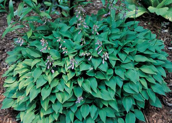 Hosta venusta one of the first small species hostas introduced to gardeners - photo 3