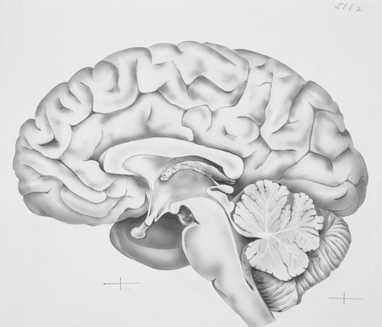 Diagram of the human brain Courtesy of Mittermeier Map of Hamburg circa - photo 2