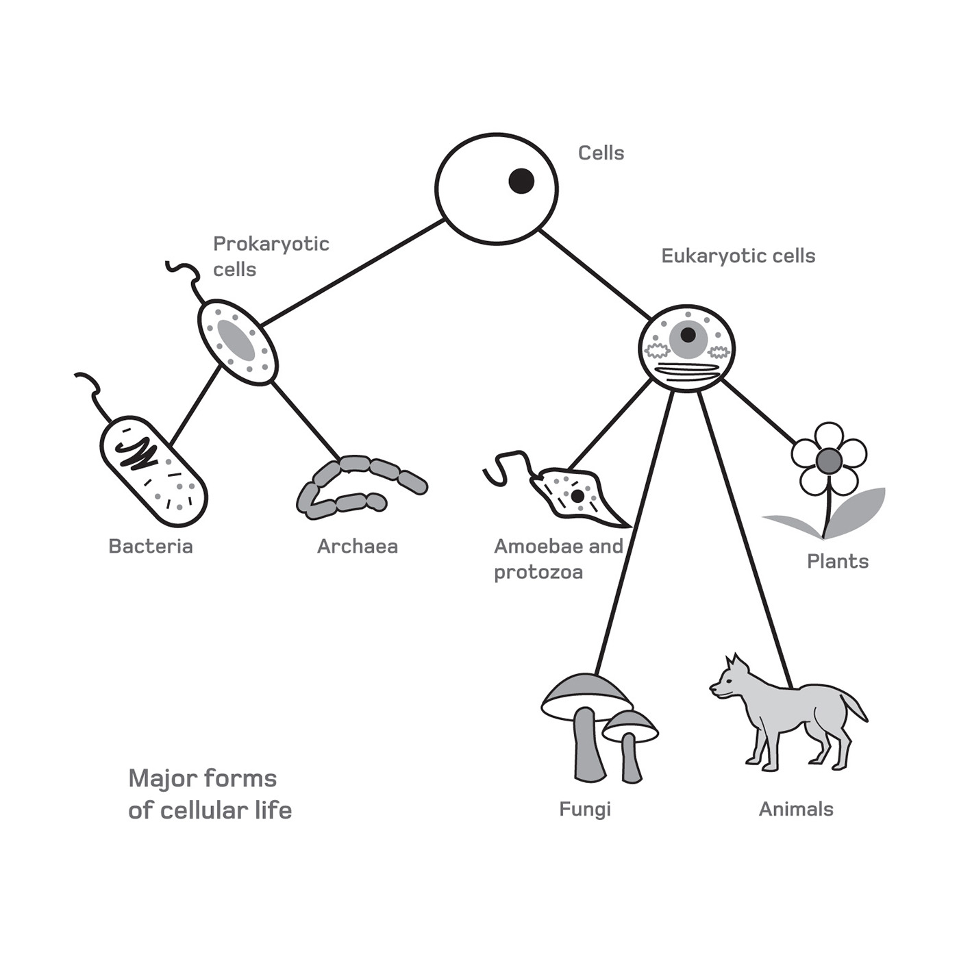 Metabolism T he broad term metabolism encapsulates the link between chemical - photo 5