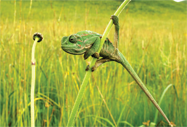 Trioceros goetzei shows the dexterity of the chameleons gripping hands and - photo 4