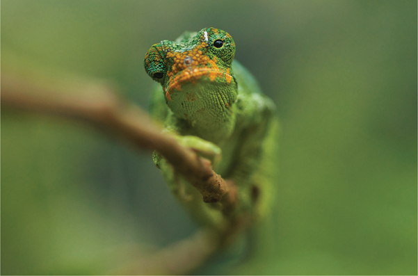 Trioceros johnstoni from Rwanda demonstrates the independently moving eyes - photo 5