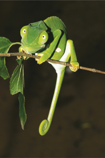 The visual system of chameleons is highly tuned for judging distance and - photo 6