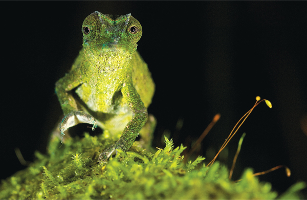 Rhampholeon viridis from Tanzania is typical of chameleons which are primarily - photo 7