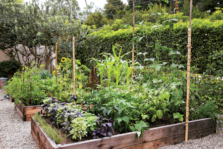 Summer crops from basil to sunflowers fill three raised beds A rainbow - photo 5