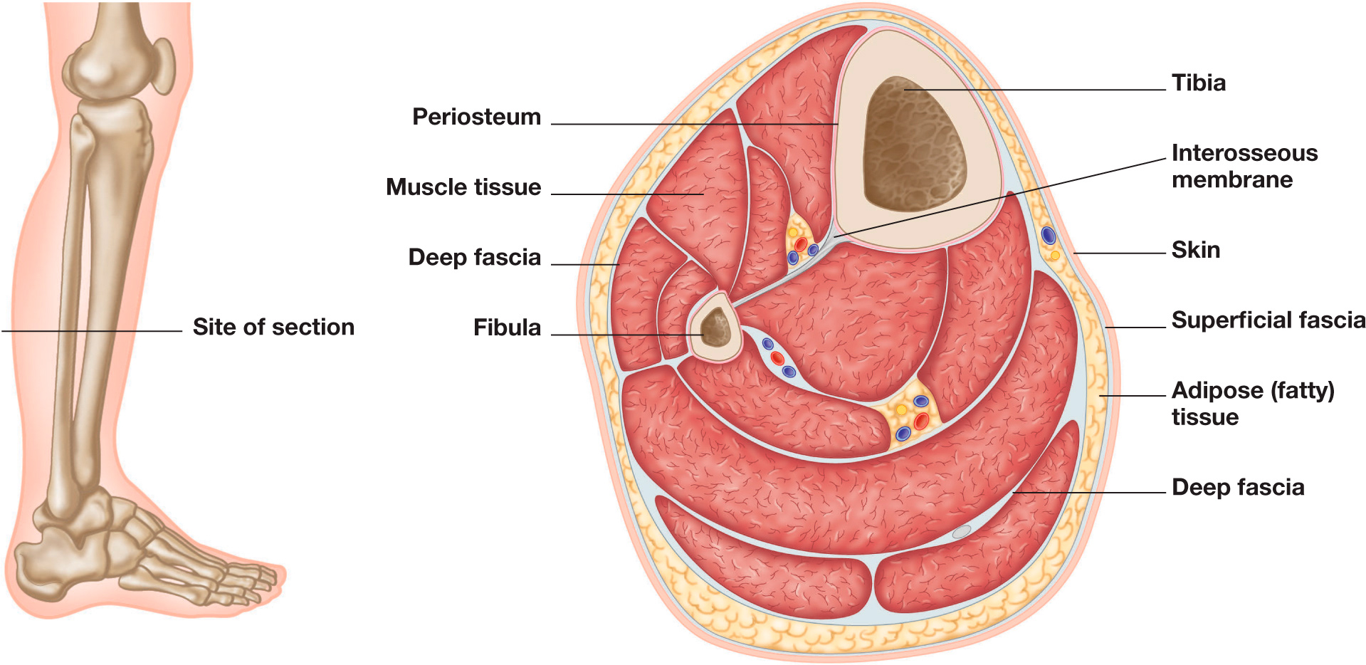 Figure 1 Cross section of skeletal muscle Figure 2 Layering of muscle - photo 3