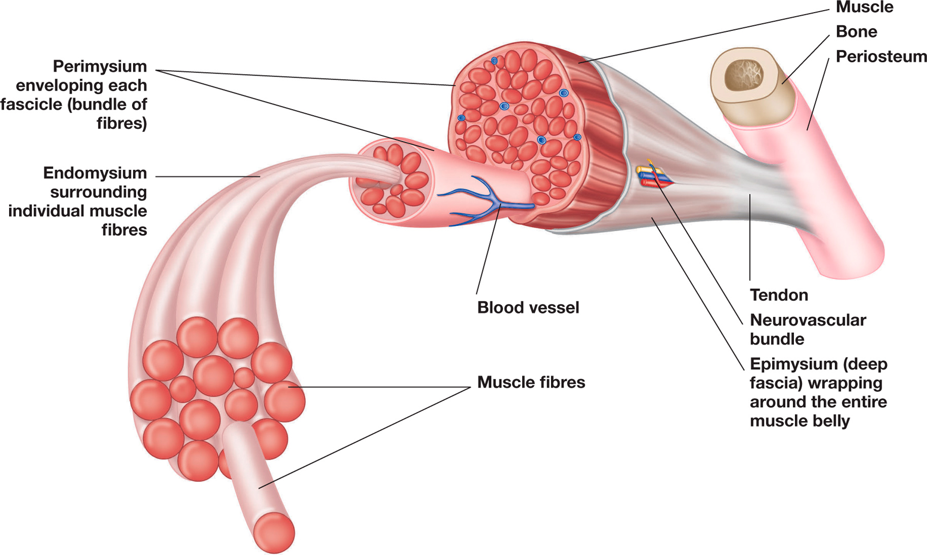 Figure 2 Layering of muscle and fascia Experienced body workers become - photo 4