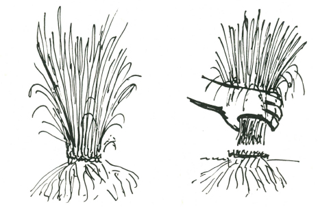 Grasses sedges and water rushes should be cut and never pulled Cutting above - photo 4