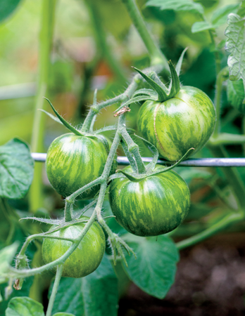 Valerie bottom photo seeks out special varieties to grow in her garden - photo 7