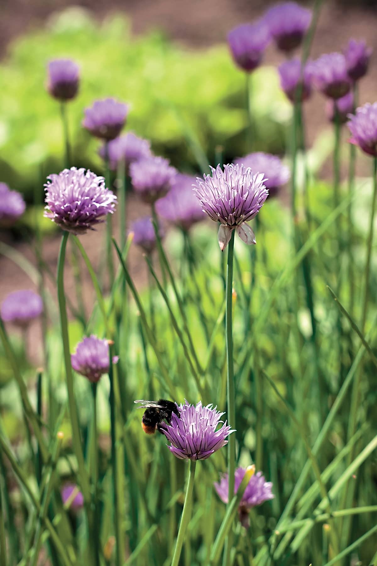 INTRODUCTION Square Foot Gardening limits harvests to what you can - photo 7