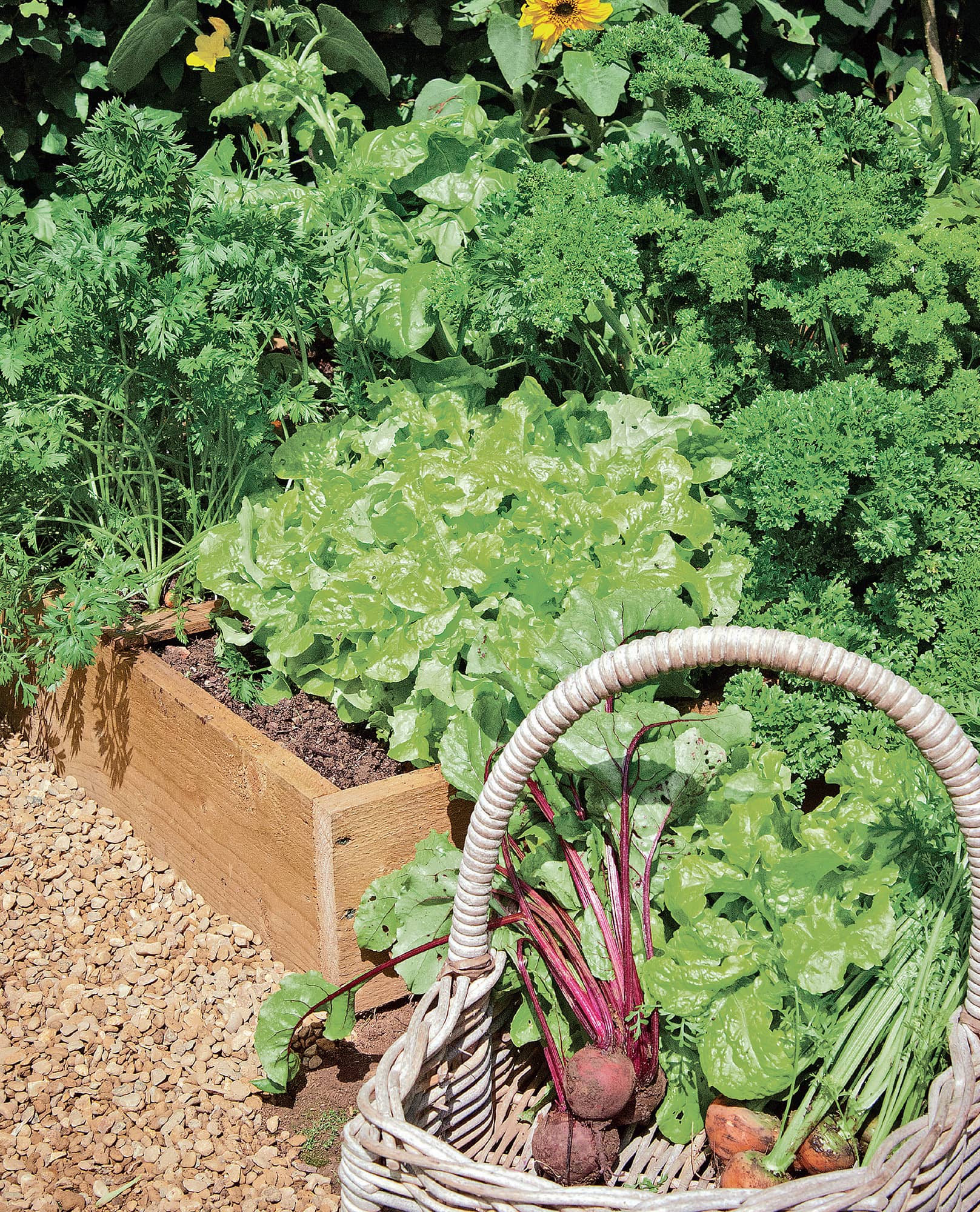 Square Foot Gardening limits harvests to what you can realistically use and - photo 8