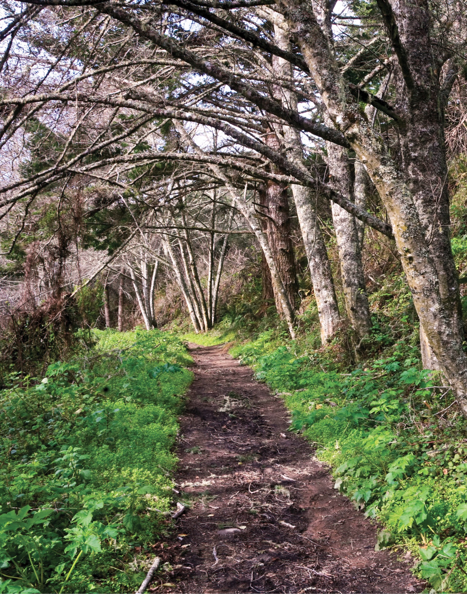 The California Coastal Trail when completed will cover 1200 miles from Mexico - photo 6