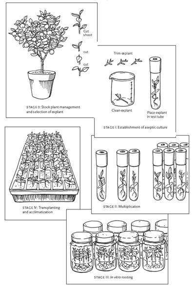 Figure 1-1 The 5 stages of micropropagation 1 Overview Plant tissue - photo 4