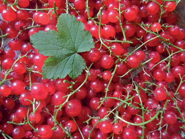 NORTHEAST Foraging 120 wild and flavorful edibles from beach plums to - photo 1