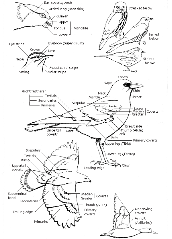 Systematics and Names In order to apply a uniform systematic approach and set - photo 11