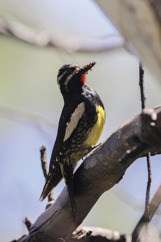 Male Williamsons Sapsucker Essential Equipment Birding is a wonderfully - photo 4