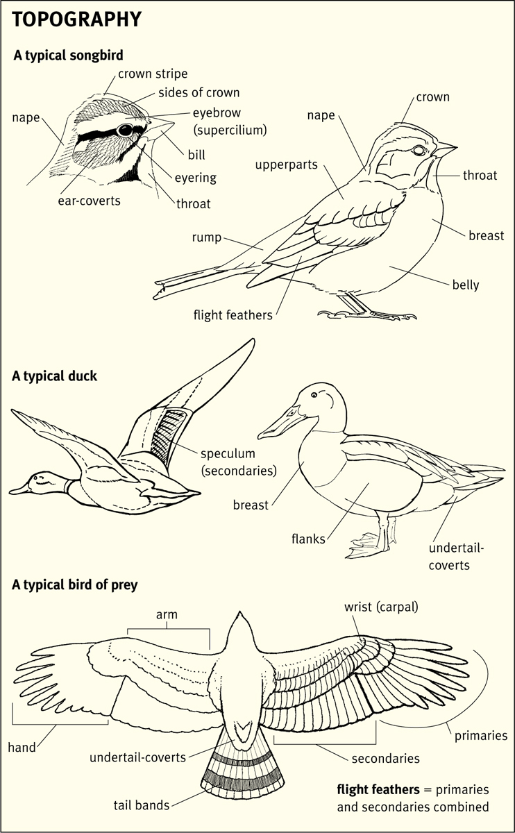 IDENTIFYING BIRDS Identifying birds is fun mostly rather easy and very - photo 6